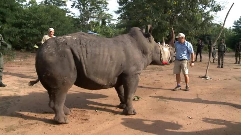 Dernier rhinocéros de Côte d'Ivoire : sauvetage réussi pour le specimen en voie d'extinction Dernier rhinocéros de Côte d'Ivoire : sauvetage réussi pour le specimen en voie d'extinction