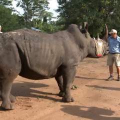 Dernier rhinocéros de Côte d'Ivoire : sauvetage réussi pour le specimen en voie d'extinction Dernier rhinocéros de Côte d'Ivoire : sauvetage réussi pour le specimen en voie d'extinction