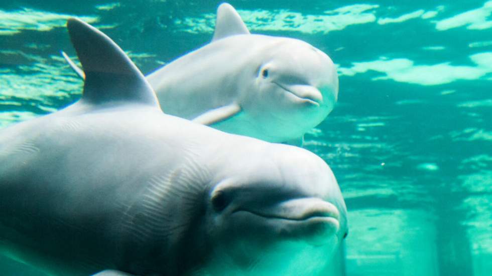 La reproduction des orques et des dauphins en captivité interdite en France