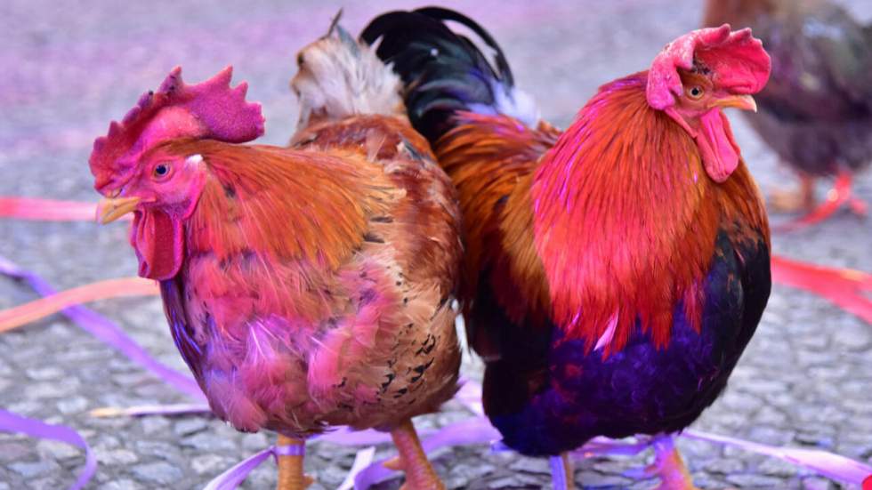 Comment le poulet est passé d'un animal sauvage à une gentille bête pondeuse