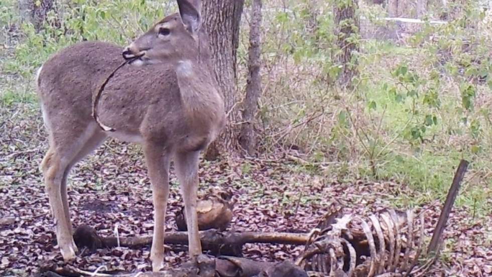 Un cerf a été surpris en train de manger des os humains au Texas