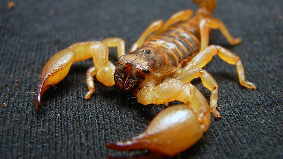 Un scorpion s'infiltre dans un vol United Airlines, la compagnie américaine maudite Un scorpion s'infiltre dans un vol United Airlines, la compagnie américaine maudite