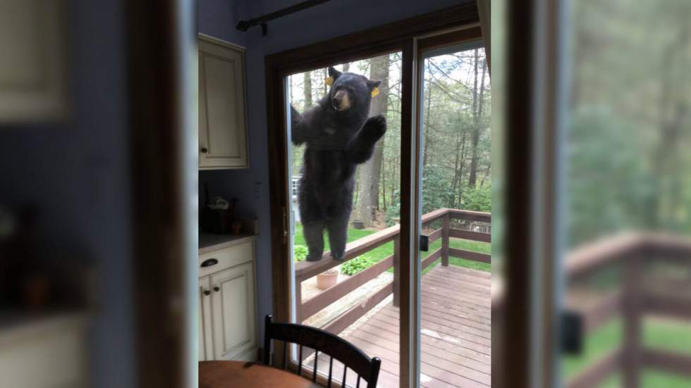 Attiré par l’odeur de brownie, un ours oublie momentanément qu’il est un ours