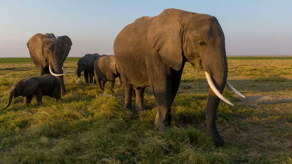 En Afrique, des drones intelligents chassent les braconniers pour que les éléphants vivent en paix En Afrique, des drones intelligents chassent les braconniers pour que les éléphants vivent en paix