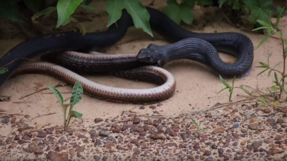 Cette vidéo d'un serpent qui en recrache un autre (vivant) prouve que la nature peut être vraiment dégoûtante