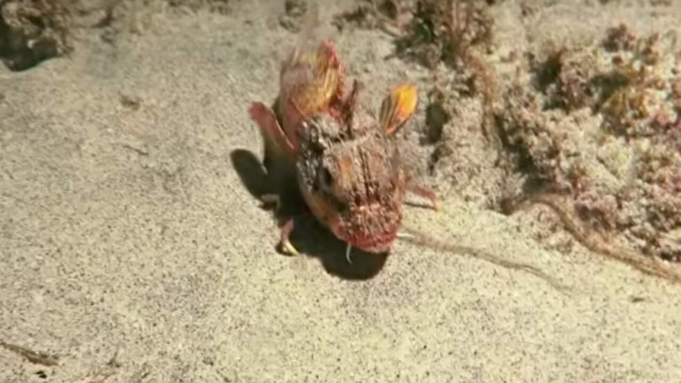 Un étrange poisson filmé en train de "marcher" au fond de la mer intrigue grandement les scientifiques