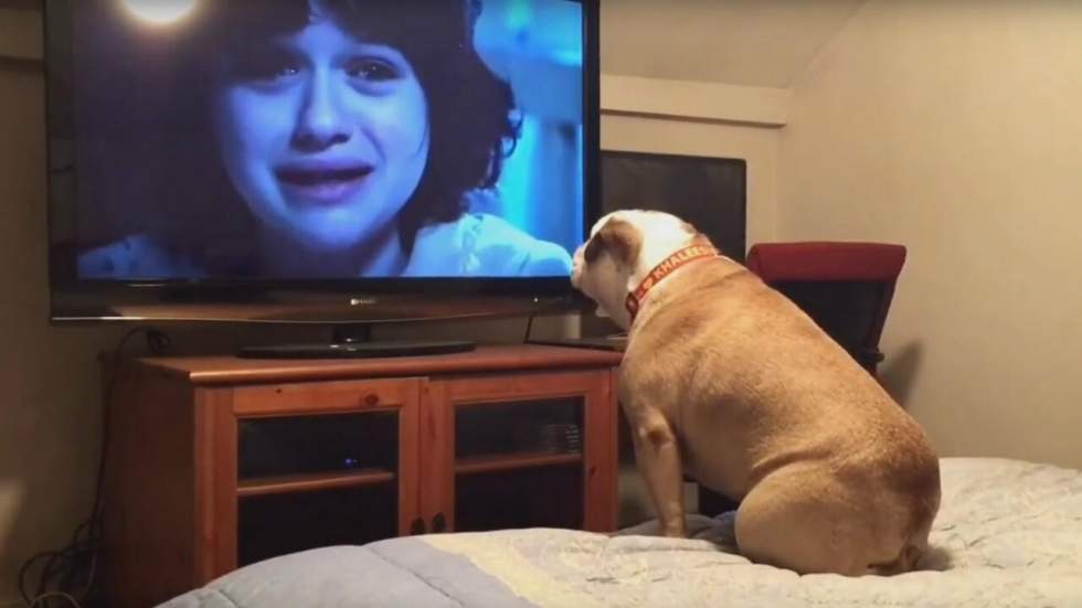 Si vous n’avez jamais vu un chien angoisser devant un film d’horreur, votre moment est arrivé