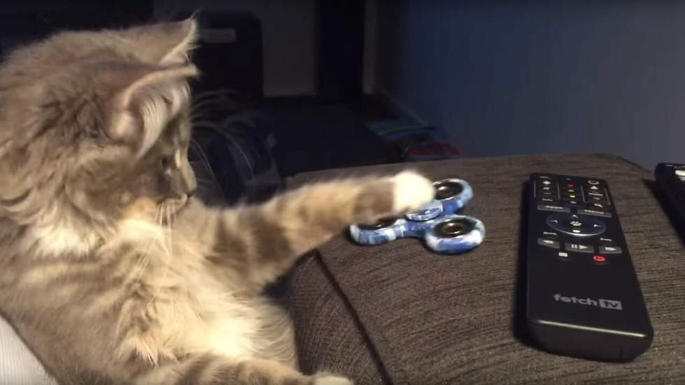 Okay SU-PER, les chats aussi se mettent au hand spinner