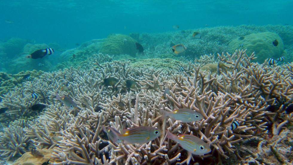 Les barrières de corail sont un peu plus résilientes qu'on ne le croit