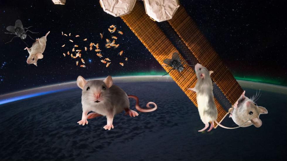 Le Dragon de SpaceX a ramené sur Terre une tripotée d'animaux de la Station spatiale internationale Le Dragon de SpaceX a ramené sur Terre une tripotée d'animaux de la Station spatiale internationale
