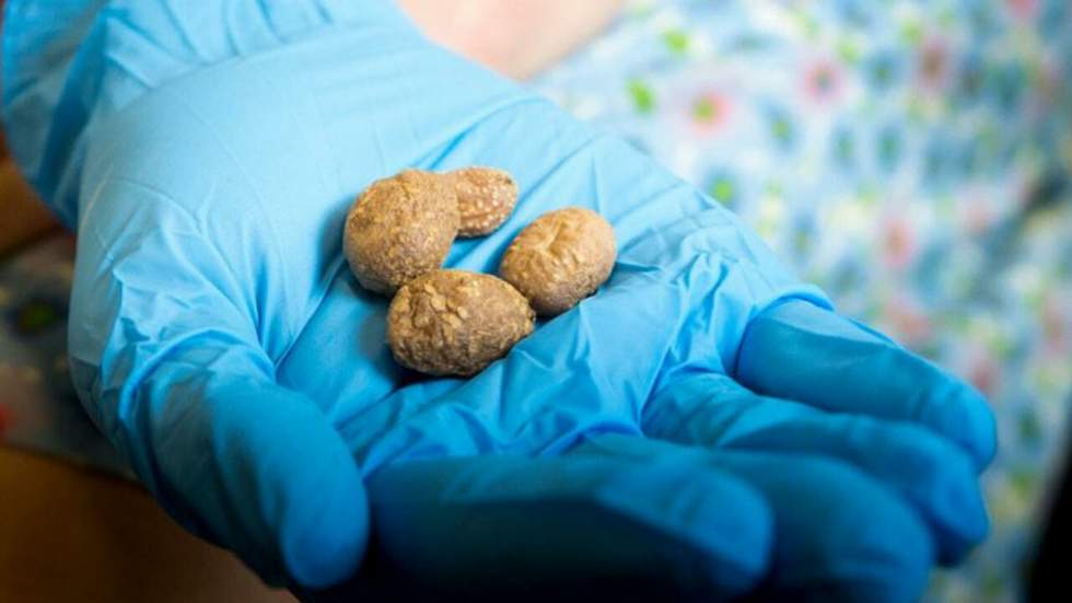 Des pommes de terre vieilles de plus de 10 000 ans ont été retrouvées à proximité d'un site amérindien aux États-Unis Des pommes de terre vieilles de plus de 10 000 ans ont été retrouvées à proximité d'un site amérindien aux États-Unis