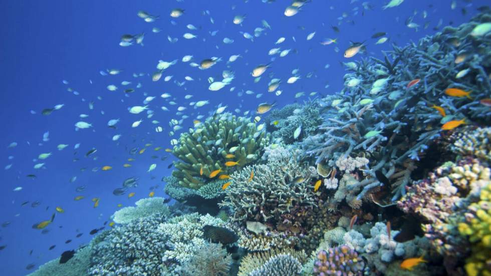 Pourtant menacée, la Grande Barrière de corail ne rejoindra pas la liste des sites en péril de l'Unesco Pourtant menacée, la Grande Barrière de corail ne rejoindra pas la liste des sites en péril de l'Unesco