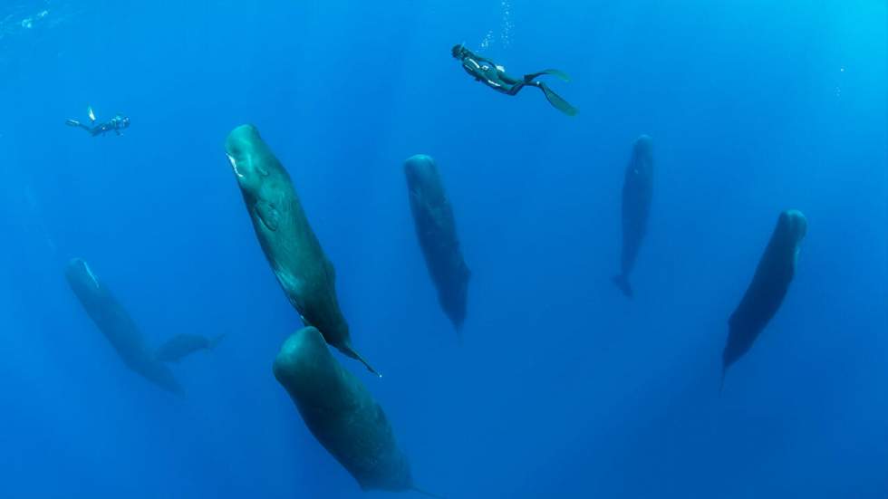 Un concours photo a récompensé ce fabuleux cliché de baleines qui somnolent