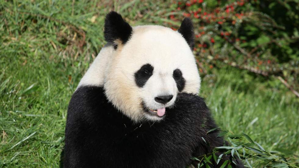 Oh la la : Huan Huan, unique femelle panda de France, attend un bébé