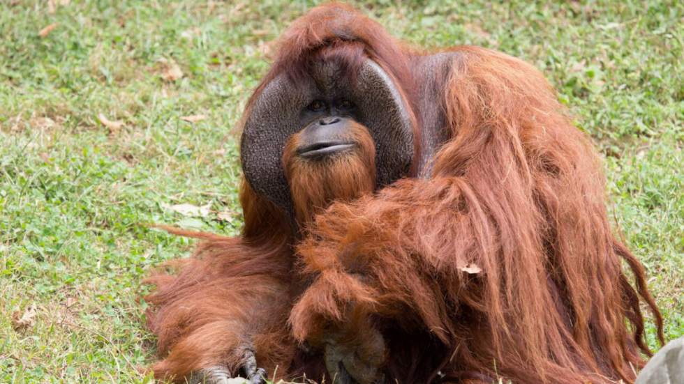 Chantek, premier orang-outan à avoir appris la langue des signes, nous a quittés