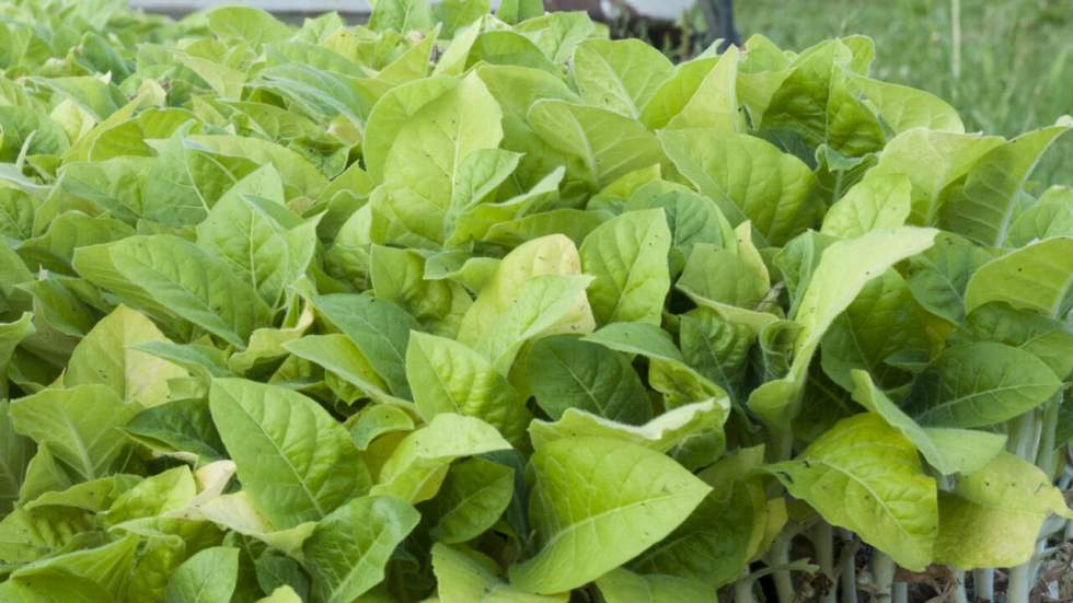 Des scientifiques ont hacké une plante pour la transformer en vaccin contre la polio Des scientifiques ont hacké une plante pour la transformer en vaccin contre la polio