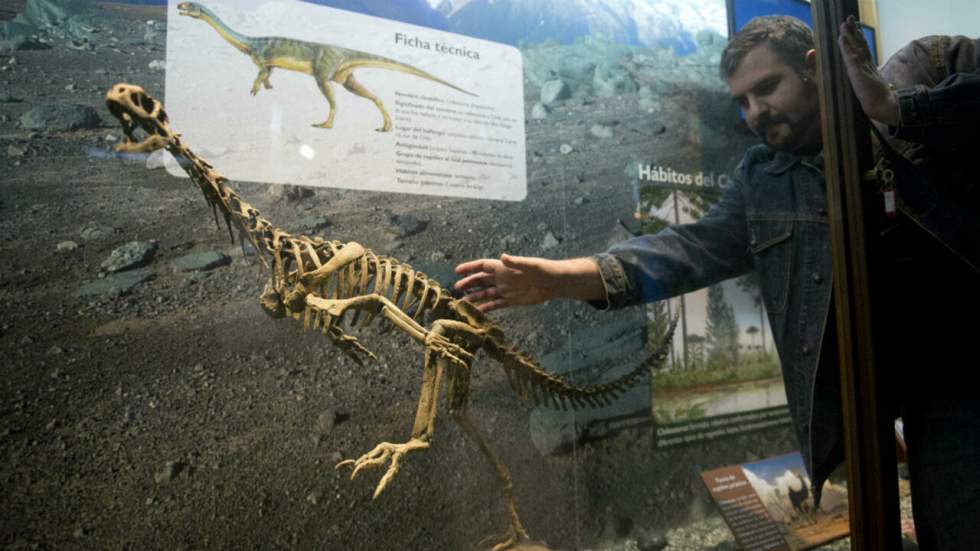 Le Chilesaurus, ce dinosaure végétarien qui fait avancer la science Le Chilesaurus, ce dinosaure végétarien qui fait avancer la science