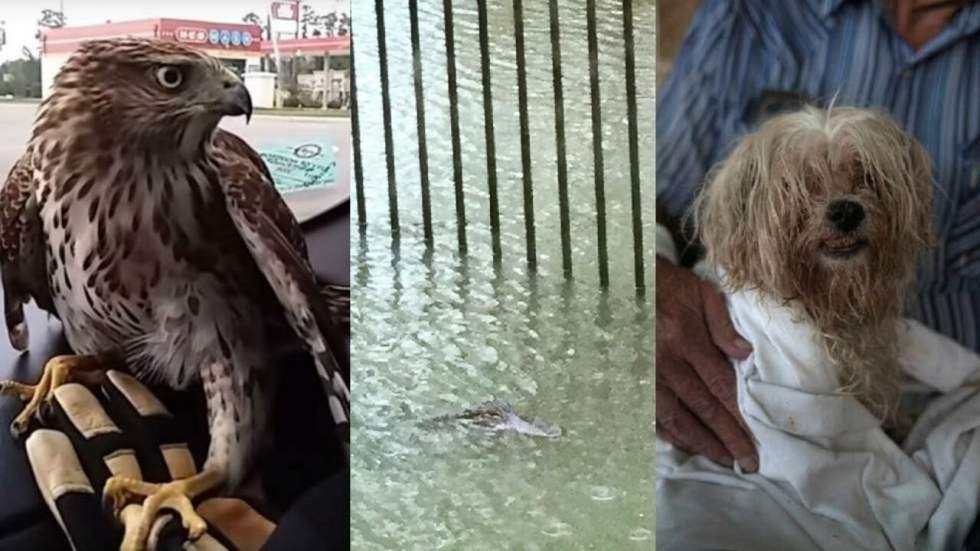 Au Texas, les animaux aussi tentent de survivre à l'ouragan Harvey