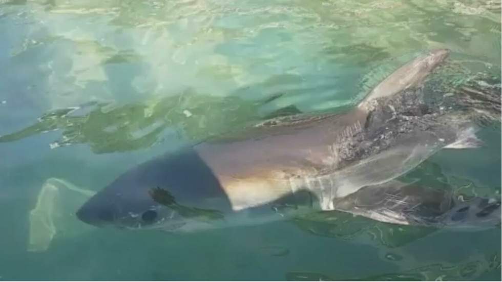 À Sydney, un grand requin blanc a été secouru et mis dans une piscine publique