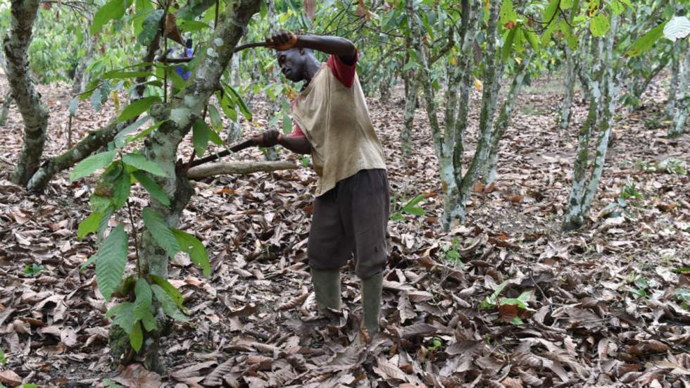 Côte d’Ivoire : le chocolat, ennemi numéro un des forêts