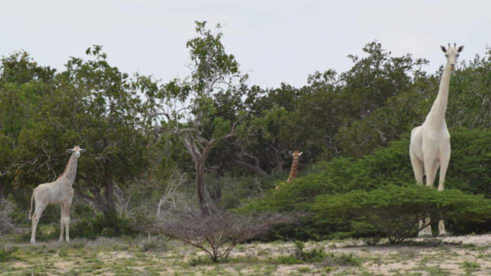 Une girafe blanche et son petit ont été aperçus dans une réserve au Kenya