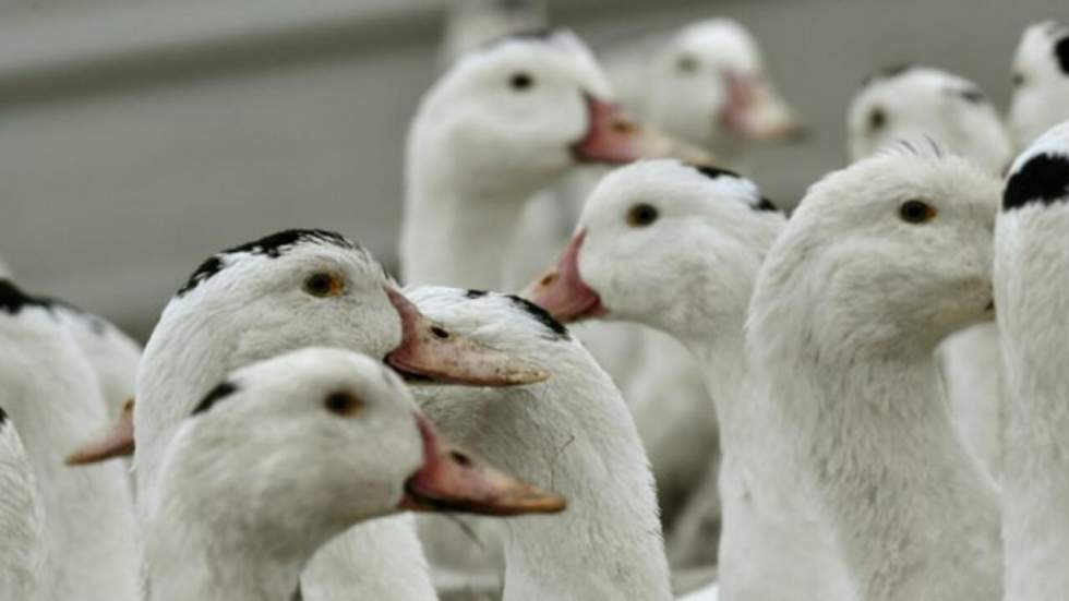 Le foie gras de nouveau interdit en Californie