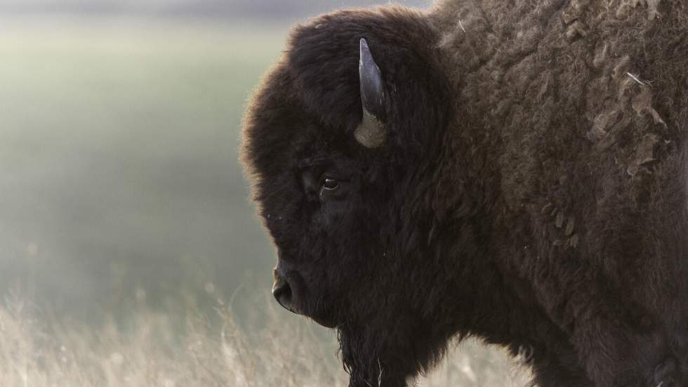 Un bison sauvage a été repéré en Allemagne "pour la première fois en 250 ans" mais les autorités ont jugé bon de l'abattre