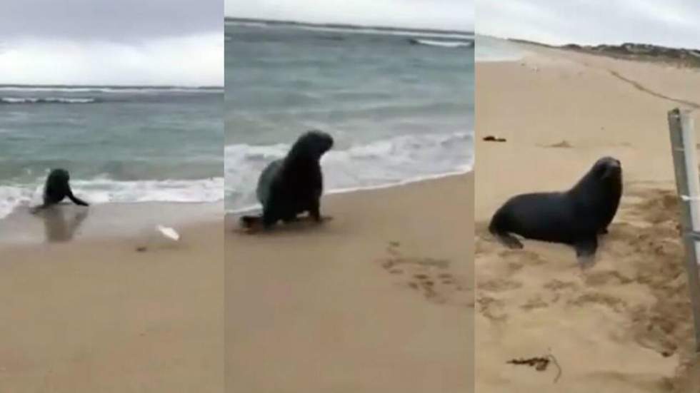 La vidéo de ce lion de mer qui se fait voler son déjeuner par un pêcheur est beaucoup trop triste