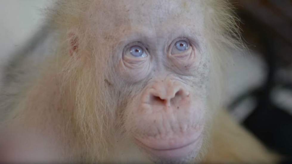 Ce petit orang-outan albinos, le seul qu’on connaisse au monde, a besoin de nous pour trouver une maison Ce petit orang-outan albinos, le seul qu’on connaisse au monde, a besoin de nous pour trouver une maison