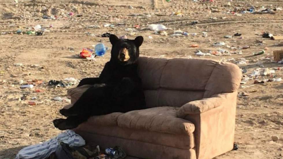 Rien de mieux que de finir la journée OKLM dans son canapé, même quand on est un ours