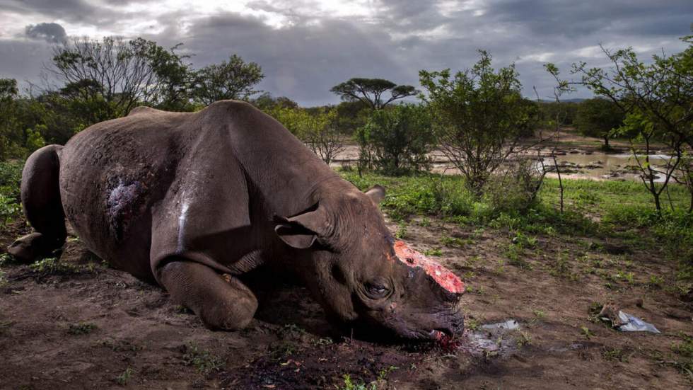 La photo d'un rhinocéros noir tué par des braconniers remporte le prix Wildlife Photographer of the Year 2017