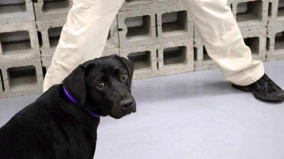 La CIA a viré Lulu, une gentille chienne qui refusait de sniffer des bombes La CIA a viré Lulu, une gentille chienne qui refusait de sniffer des bombes
