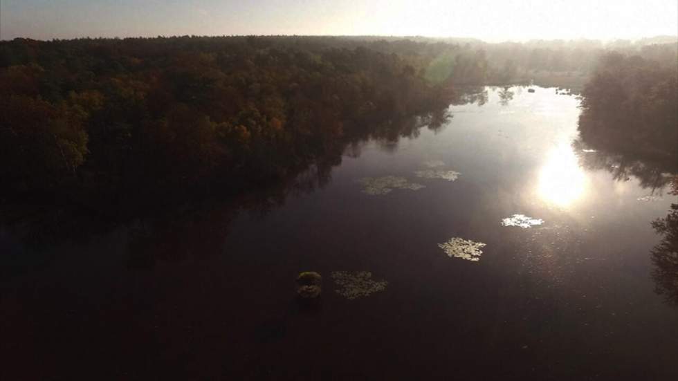 En Sologne, une forêt aux couleurs de l'automne