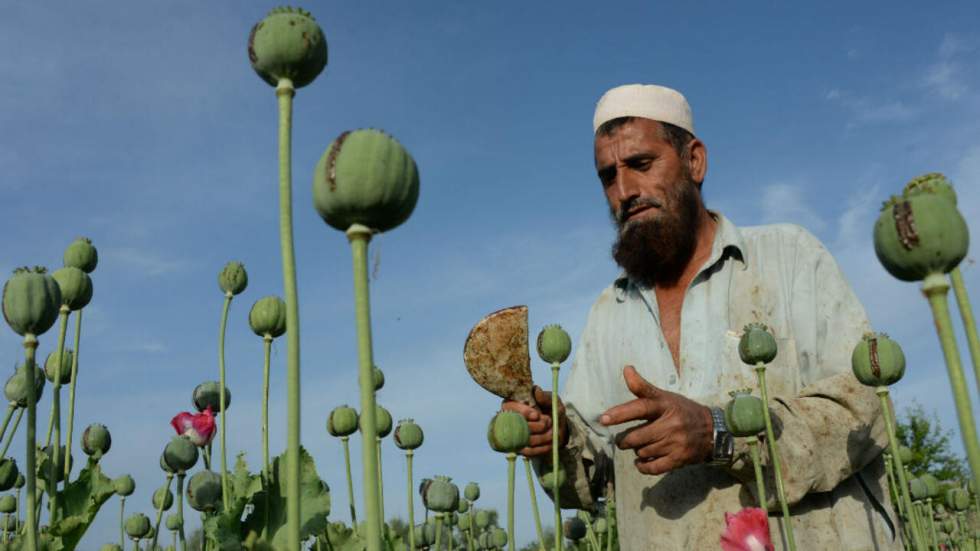 En Afghanistan, la production d'opium continue d'exploser