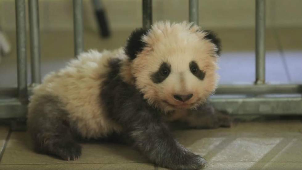 Awww : Mini Yuan Zi, le bébé panda de Beauval, a fait ses premiers pas