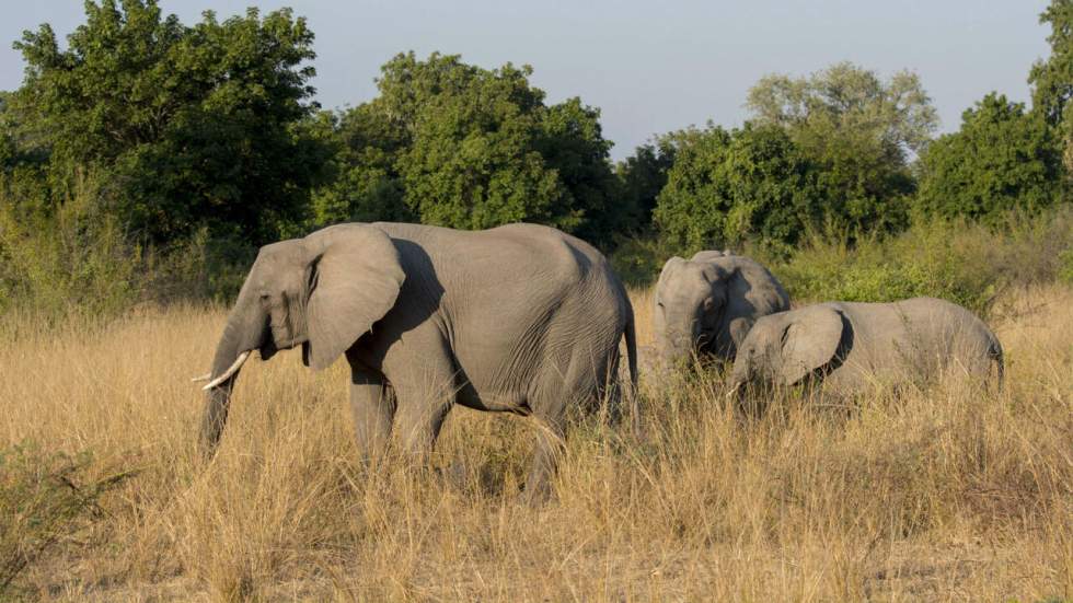 L'administration Trump va autoriser les "trophées d'éléphants" provenant du braconnage