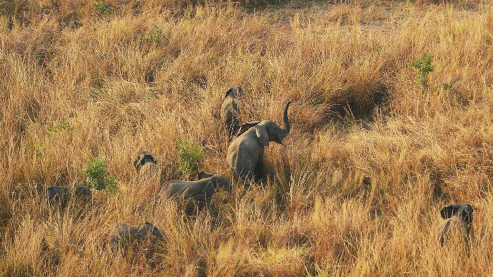 États-Unis : tollé après la réautorisation des importations de "trophées d'éléphants" tués en Afrique