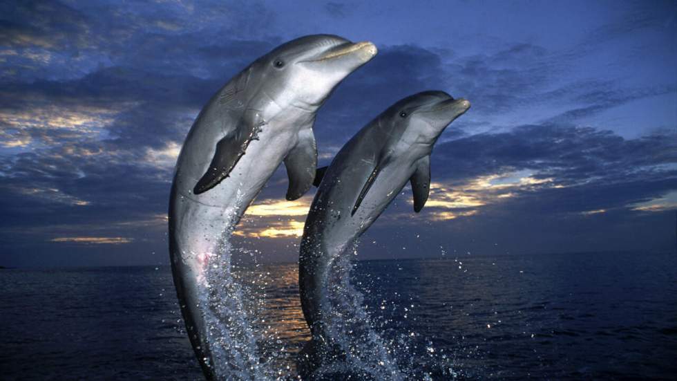 Les dauphins sont tellement humains qu'ils ont les mêmes techniques de drague que nous Les dauphins sont tellement humains qu'ils ont les mêmes techniques de drague que nous