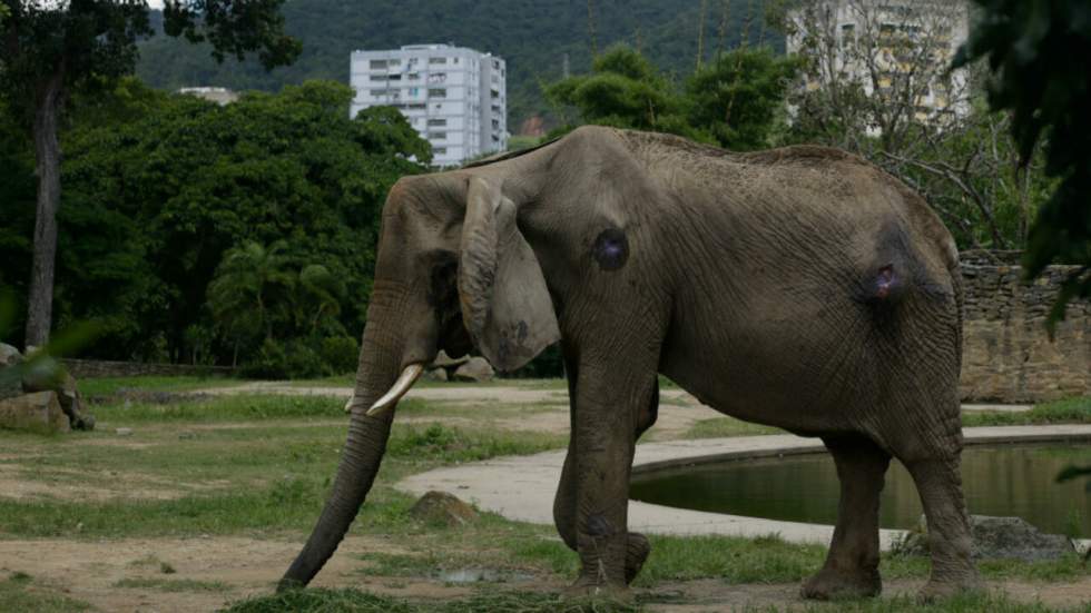 Le dernier éléphant de Caracas