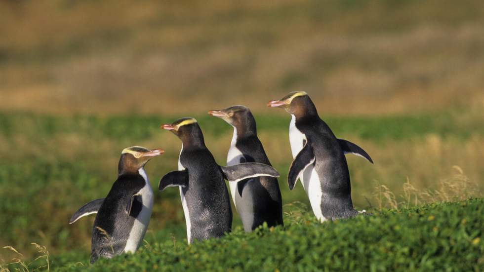 En Nouvelle-Zélande, l’une des plus rares espèces de manchots au monde est en danger