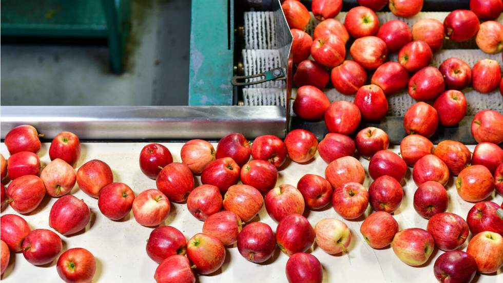 La plupart des pommes que nous mangeons sont vieilles et peuvent avoir jusqu'à un an