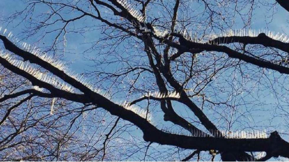 Des pics ont été installés sur les arbres d'un quartier riche de Bristol pour chasser les oiseaux