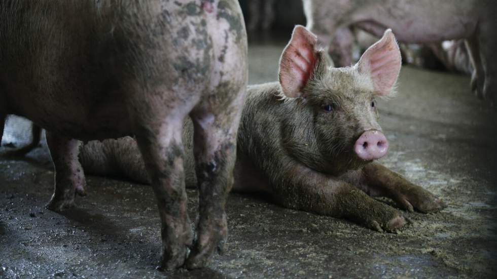 Le gouvernement annonce que le délit de maltraitance animale s'appliquera désormais aux abattoirs