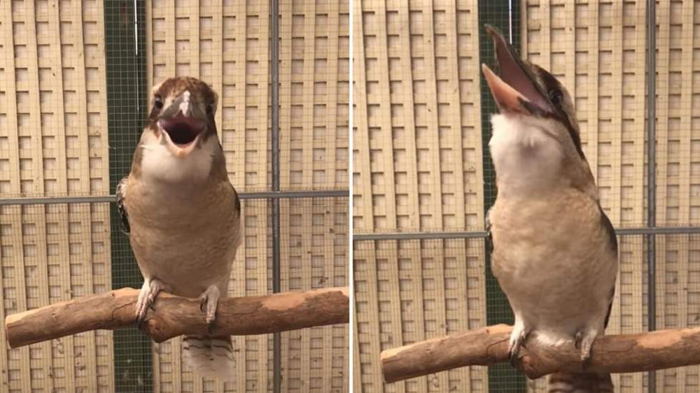 Le rire de cet oiseau en slow-motion est absolument diabolique