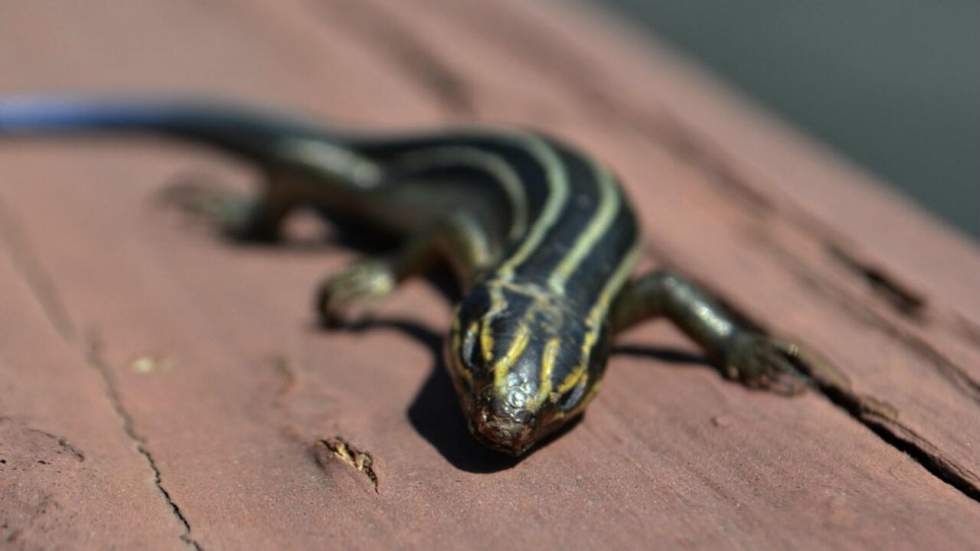 De nombreuses espèces animales se sont éteintes en 2017, mais il est compliqué de savoir précisément lesquelles