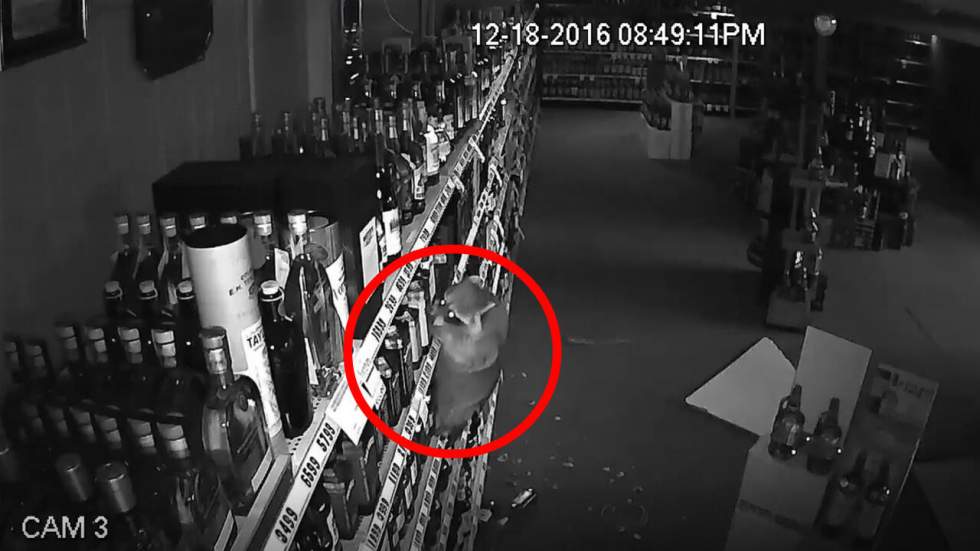 Un raton-laveur s’introduit en pleine nuit dans un magasin d’alcool, ne trouve pas ce qu'il cherche, casse tout, repart Un raton-laveur s’introduit en pleine nuit dans un magasin d’alcool, ne trouve pas ce qu'il cherche, casse tout, repart