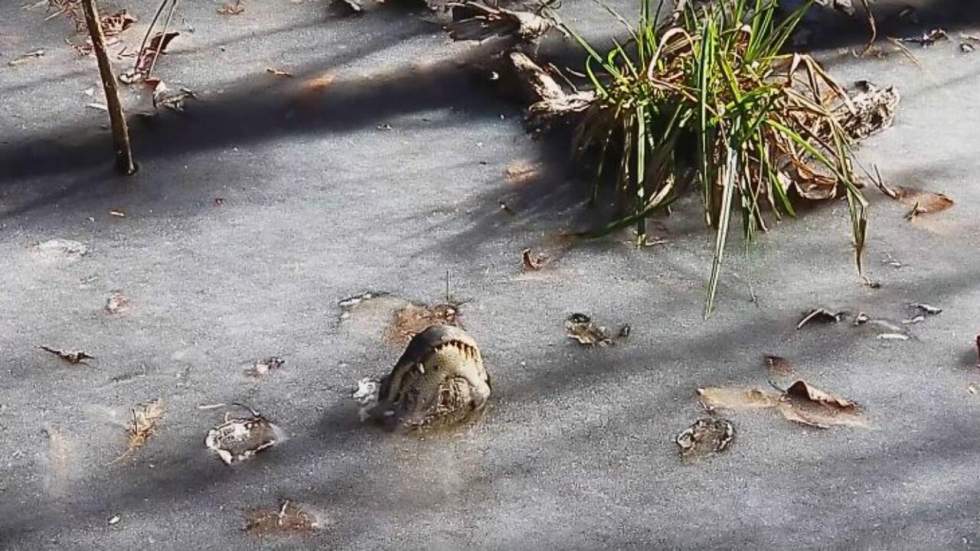La vague de froid aux États-Unis a congelé des alligators, mais apparemment, ça ne les a pas trop dérangés La vague de froid aux États-Unis a congelé des alligators, mais apparemment, ça ne les a pas trop dérangés