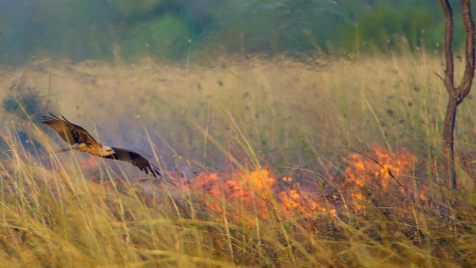 En Australie, il existe des oiseaux pyromanes (qui ont une bonne raison de mettre le feu aux forêts)