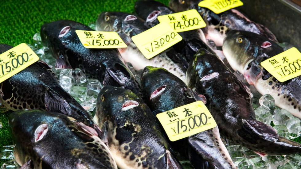 Une ville japonaise est en alerte suite à la vente de fugu, poisson mortel vendu non préparé