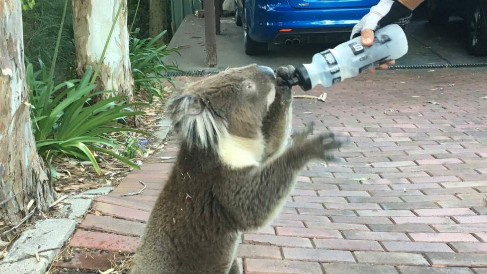 Il fait si chaud en Australie que même les koalas doivent boire de l’eau (normalement, manger des feuilles leur suffit)